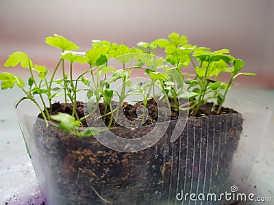 Seedlings - very beautiful celery seedlings in a pot Stock Photo