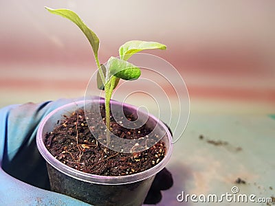 Seedlings - very beautiful eggplant seedlings in a pot in a gloved hand Stock Photo