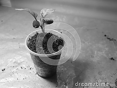 Seedlings - very beautiful eggplant seedlings in a pot Stock Photo