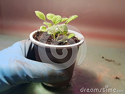 Seedlings - very beautiful sage seedlings in a pot in a gloved hand Stock Photo