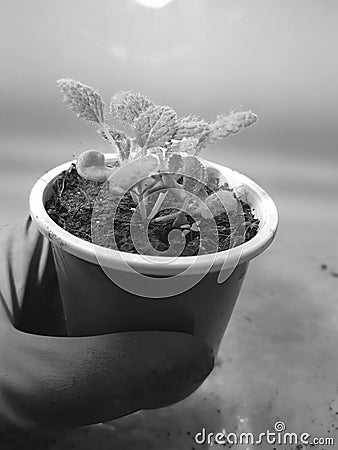 Seedlings - very beautiful sage seedlings in a pot in a gloved hand Stock Photo