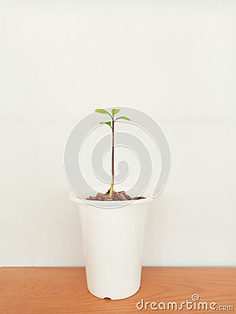 Seedlings in the white pots Stock Photo