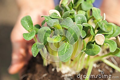 Seedlings in wrinkled hands. Small plant sprouts close up and copy space. The concept of spring planting Stock Photo
