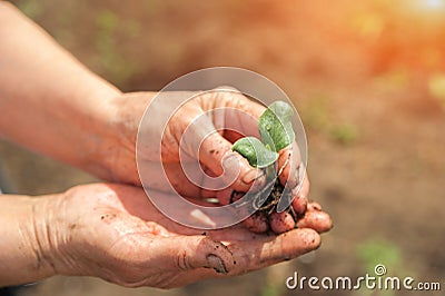 Seedlings in wrinkled hands. Small plant sprouts close up and copy space. The concept of spring planting Stock Photo