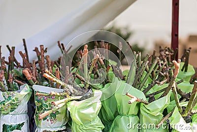 Seedlings of young roses packed in a showcase in the garden market. Plants for planting in the ground, sale Stock Photo