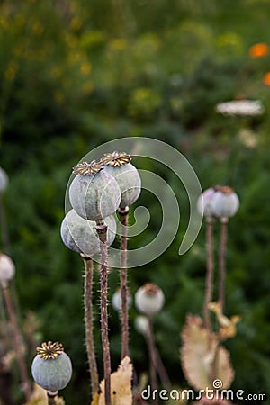 Seedpods of poppy flowers Stock Photo