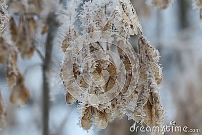 The seeds of ash in a snowflakes closeup Stock Photo