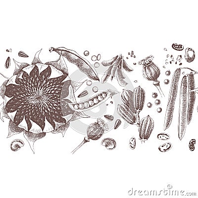 Seeds and beans seamless border Vector Illustration