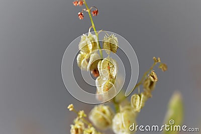 Seeds of a bladder dock plant, Rumex vesicarius Stock Photo