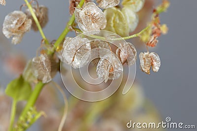 Seeds of a bladder dock plant, Rumex vesicarius Stock Photo