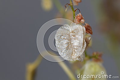 Seeds of a bladder dock plant, Rumex vesicarius Stock Photo