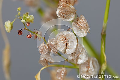 Seeds of a bladder dock plant, Rumex vesicarius Stock Photo