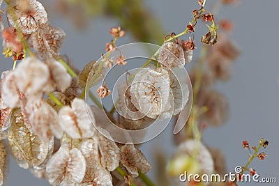 Seeds of a bladder dock plant, Rumex vesicarius Stock Photo