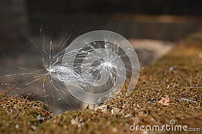 Seeds of crown flower Stock Photo