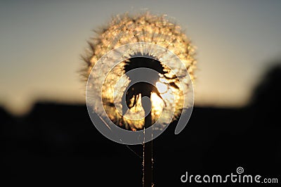 Seeds of dandelion in the crown Stock Photo