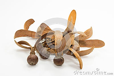 The seeds of dipterocapus alatus Stock Photo