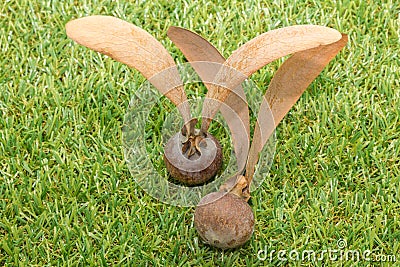 The seeds of dipterocapus alatus on the glass Stock Photo