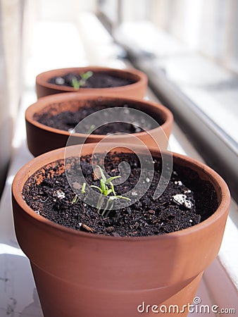 Seeds germinate in spring. Stock Photo