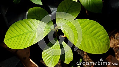 Seeds on the ground, Yang. Gurjan or Garjan. Stock Photo