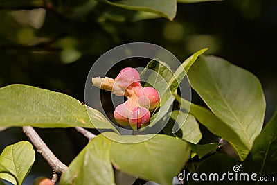 Seeds of a kobus magnolia, Magnolia kobus Stock Photo
