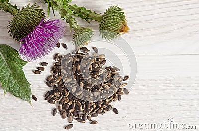 Seeds of a milk thistle with flowers Stock Photo