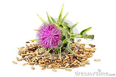 Seeds of a milk thistle with flowers Silybum marianum, Scotch T Stock Photo