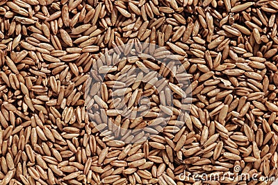 Seeds of oats Stock Photo