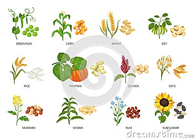 Seeds and plants. Agricultural crops and their produce, growth planted and harvested seeds or grains vector illustration Vector Illustration