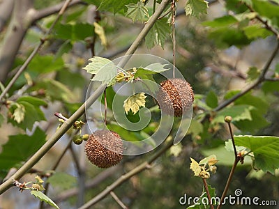 the seeds of Platanus acerifolia Stock Photo