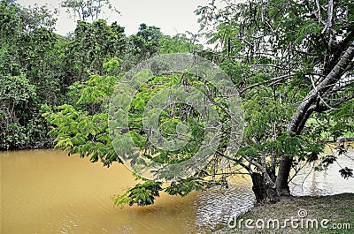 Anadenanthera colubrina tree by the lake Stock Photo