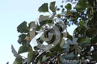 Seeds ripen on alder Stock Photo