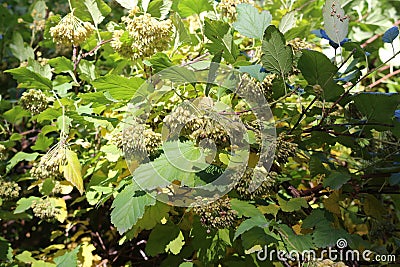 Seeds ripen on the bush Stock Photo