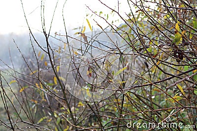 Seeds ripen on the bush Stock Photo