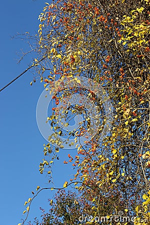 Seeds ripen on the bush Stock Photo