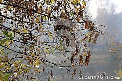 Seeds ripen on the bush Stock Photo