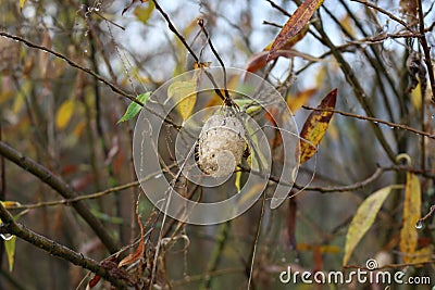 Seeds ripen on the bush Stock Photo