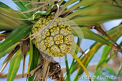 Seeds of sea pandanus or pine plant tree Stock Photo