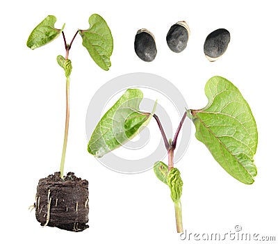 Seeds and seedling of Hyacinth Bean or Dolichos isolated on white background Stock Photo