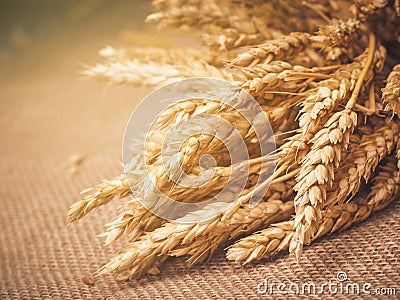 The seeds and spike lets. Stock Photo