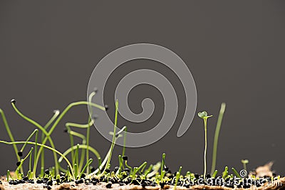 Seeds and sprouts of microgreens isolated Stock Photo