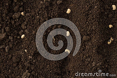 Seeds of vegetable sow on health soil, top view Stock Photo