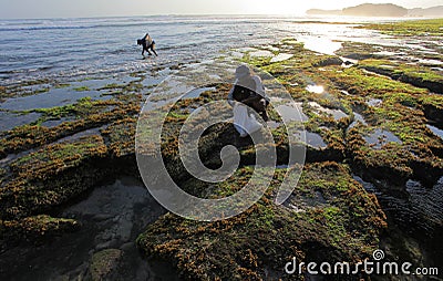 Seekers seaweed on the beach soemandeng kidul mountain. Editorial Stock Photo