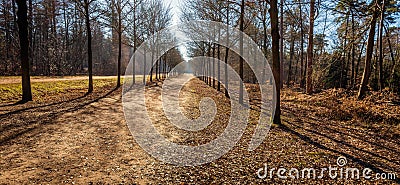 Seemingly endless path in a Dutch forest Stock Photo