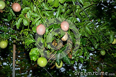 Passion fruit full of green vines can produce fragrant fruits! Stock Photo