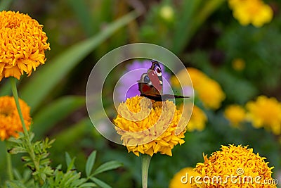Bright butterfly inachis io perched on an orange flower marigold Stock Photo