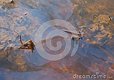 Seepage of iron rich groundwater in a river Stock Photo