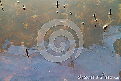 Seepage of iron rich groundwater in a river Stock Photo