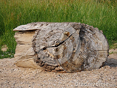 Segment of a tree trunk, as driftwood, stranded, partly with bark, torn wood, long lain in the water, blurred background Stock Photo