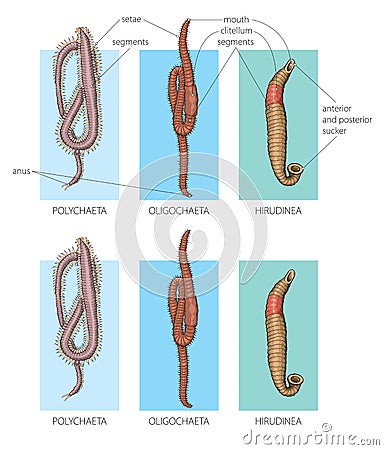 Segmented worms Vector Illustration