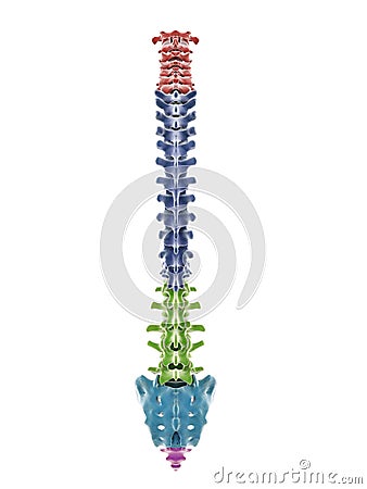 the segments of the human spine Cartoon Illustration